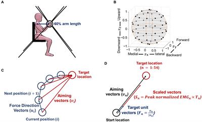 Alterations in the preferred direction of individual arm muscle activation after stroke